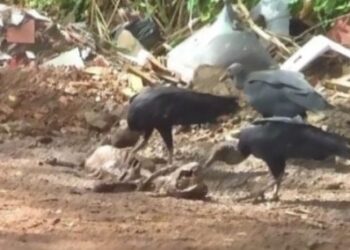 Lixão do Ernani Sá, em Ilhéus, vira notícia