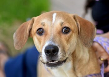 Alunos da rede municipal participam de ação sobre proteção aos animais nesta sexta (17)