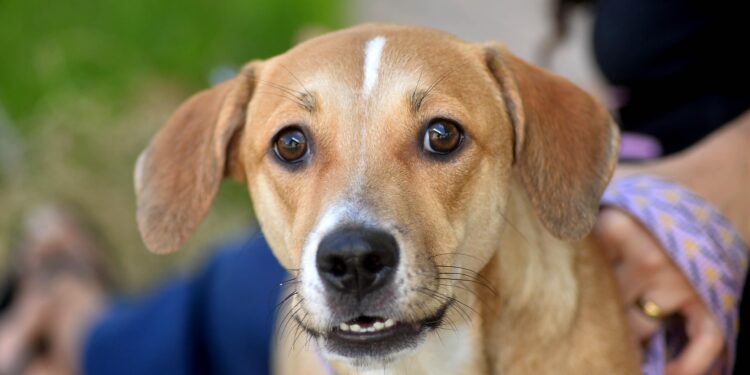 Alunos da rede municipal participam de ação sobre proteção aos animais nesta sexta (17)